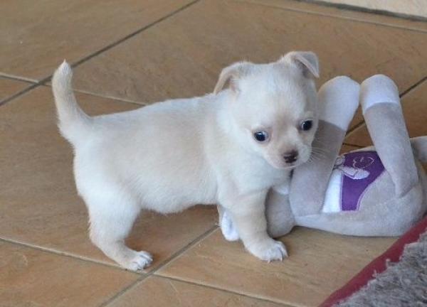 Adorable chiot chihuahua a donné - FastAnnonces.fr : Les annonces gratuites et rapides