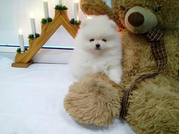 Chiot spitz nain blanc - Animaux - FastAnnonces.fr : Les annonces gratuites et rapides