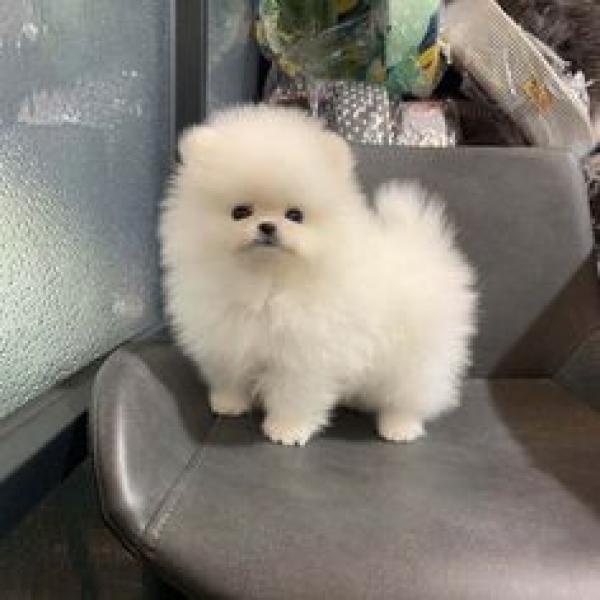 Magnifiques Chiots Spitz Nain - FastAnnonces.fr : Les annonces gratuites et rapides