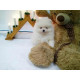 Chiot spitz nain blanc